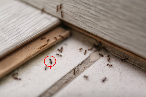 Best Termite Control Services  in Bellville, OH